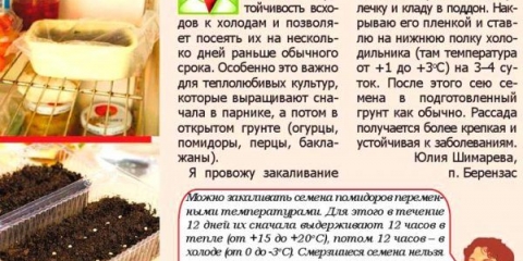 U frižideru ili na ulici - sve o stvrdnjavanju sjemena paradajza prije sadnje